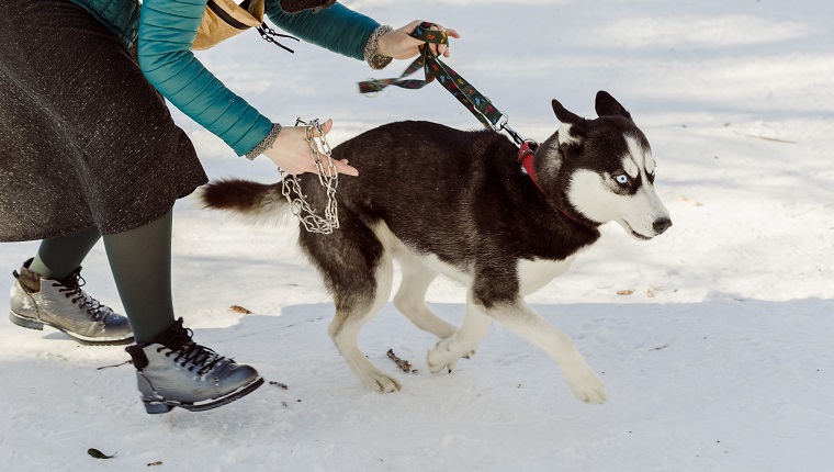 Une femme essaie de mettre un collier métallique à son chien husky qui lui échappe.