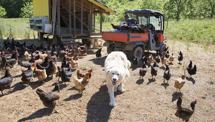 Porträt des pyrenäischen Sennenhundes und des goldenen Kometen und der schwarzen Sternhühner der Freilandhaltung auf Bio-Bauernhof
