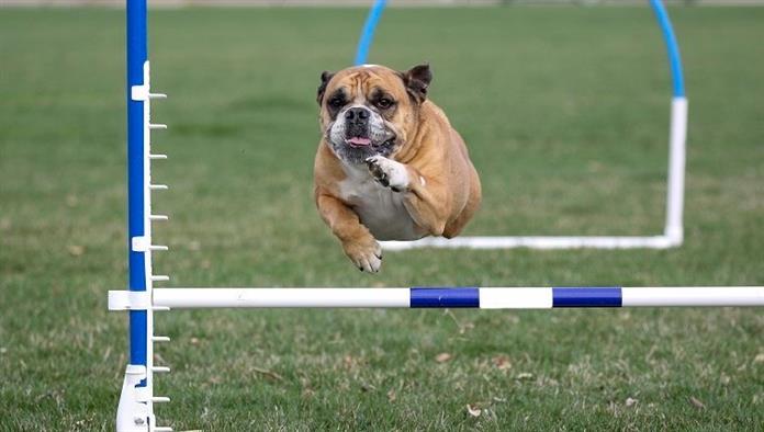 Bulldogge macht Beweglichkeit im Park über einen Sprung