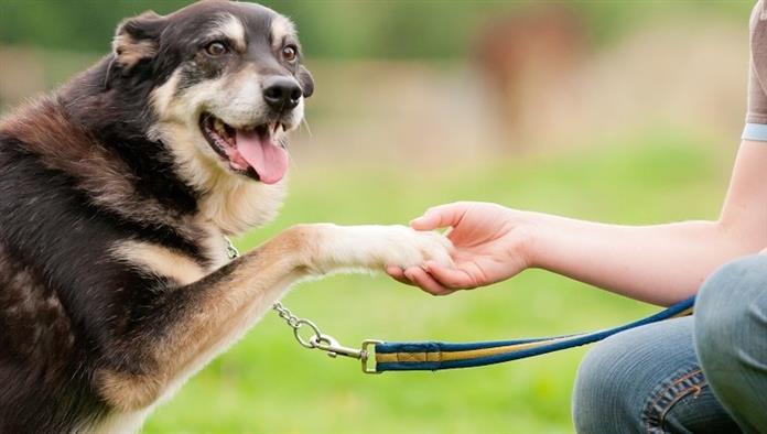 Idős kutya megbízható és szeretetteljes kézfogással teszi a mancsát a tulajdonos kinyújtott kezébe.