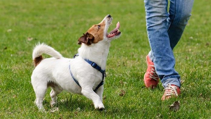 Jack Russell Terrier trainiert, um mit einem Handler zu laufen