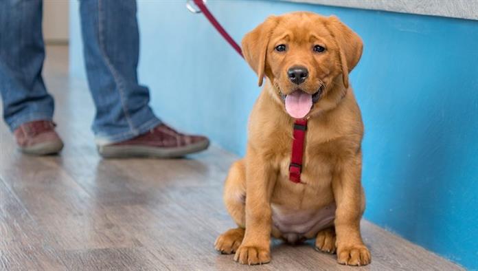 "Labrador