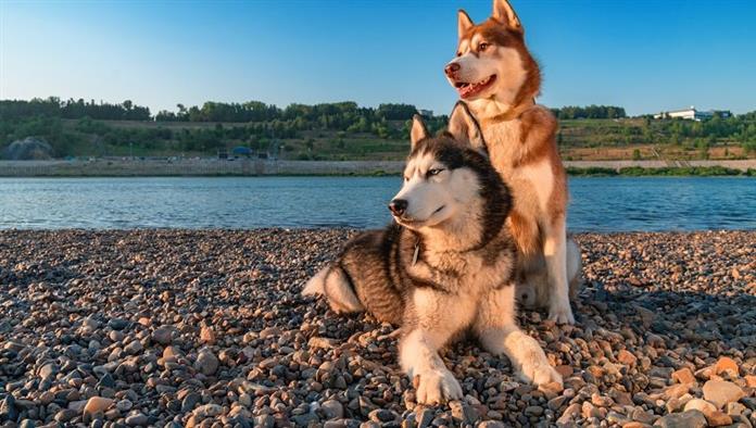 Két szibériai husky kutya az esti parton. Portré háziállatok a nyári strand háttér. Hely másolása.