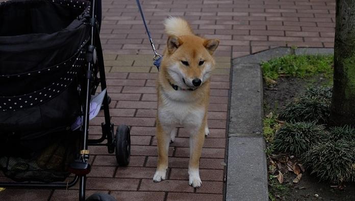 Shiba Inu állva babakocsi a gyalogút
