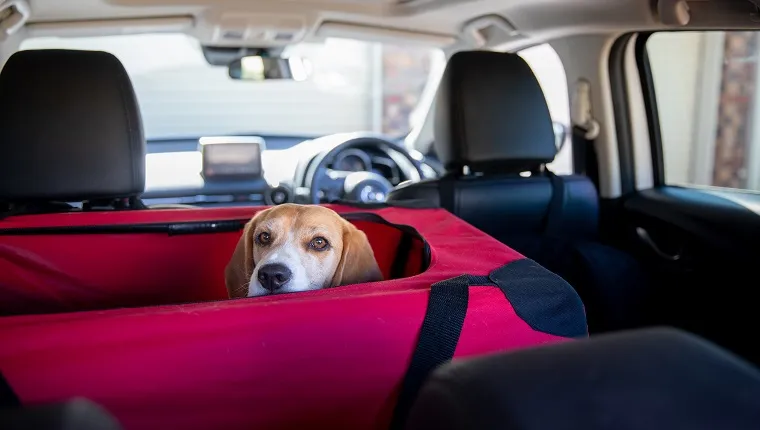 Кучето бигъл в своя кашон, което чака да бъде опакована останалата част от колата.