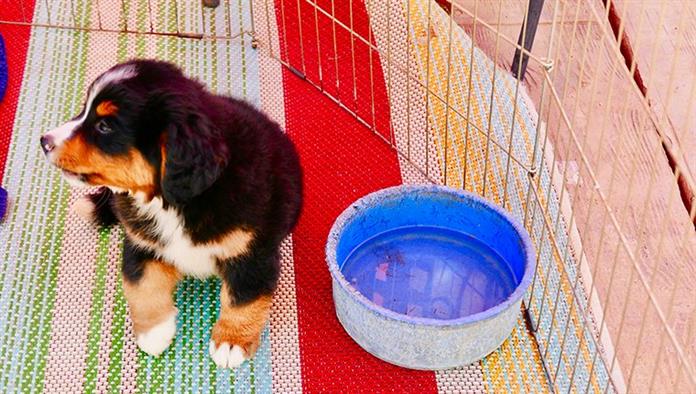 Egészséges Bernese Mountain Dog kölyökkutyák kültéri járókában eladó