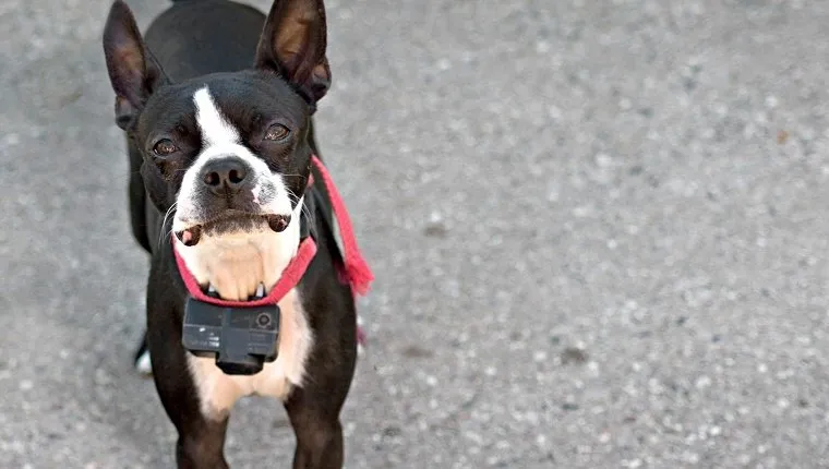 Fiatal bostoni terrier kutya kíváncsiságból feszülten nézelődik.