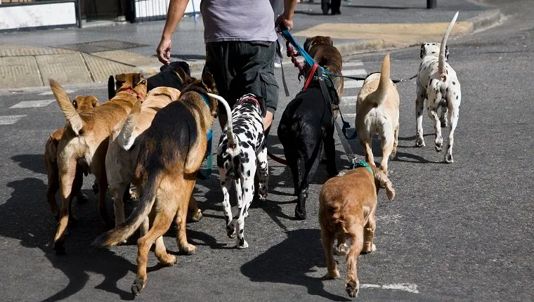 Rückansicht eines Mannes, der mit einer Gruppe von Hunden spazieren geht
