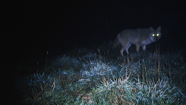 Светещи очи на източен койот, ловуващ през нощта.