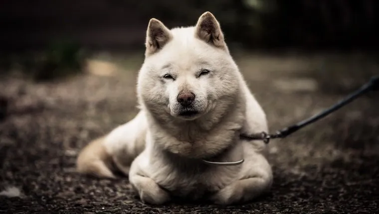 Portré Hokkaido kutya ül a mezőn