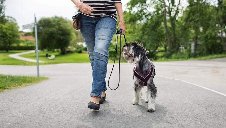 Alacsony metszet idősebb nő sétál kutyával az utcán
