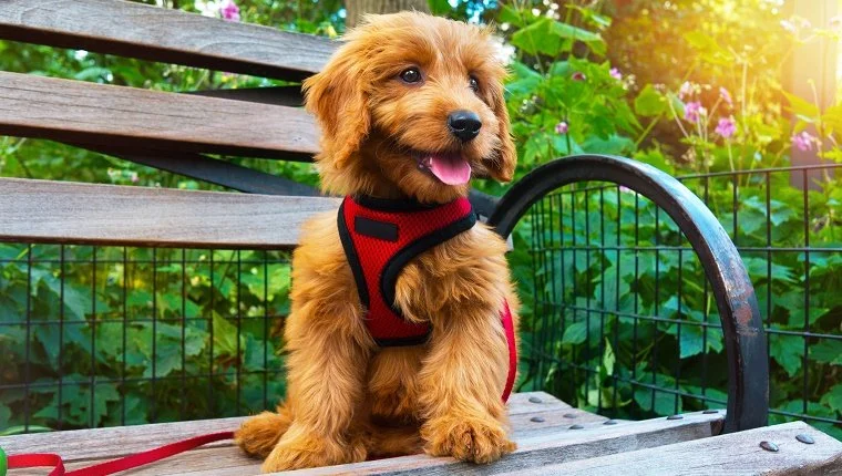 Minature Goldendoodle Puppy يجلس على مقعد City Park. الجرو عمره 3 أشهر.