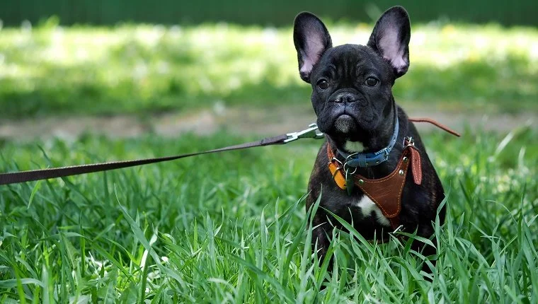 Pórázon és hámon lévő kutya sétálni. Zöld fűben. Kutya törzskönyvi francia bulldog