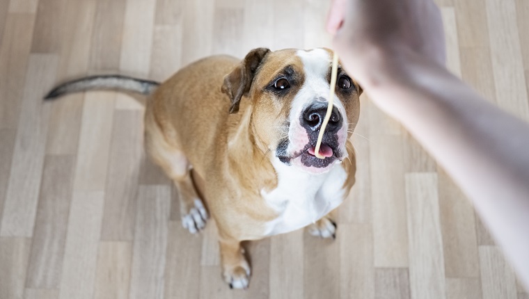 Даване на човешка храна (паста) на куче от породата стафордширски териер, гледната точка на човек