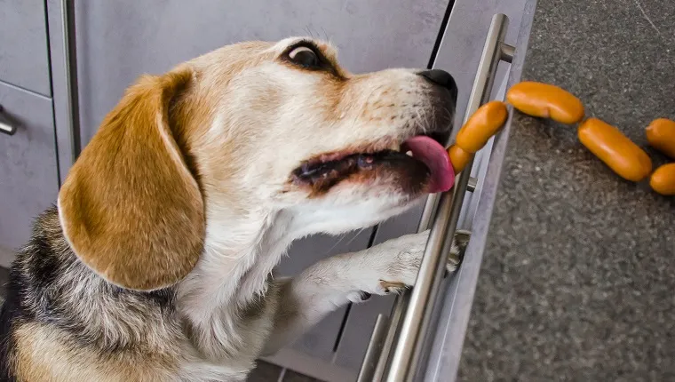 Un câine obraznic, Beagle, fură cârnați în bucătărie, de pe o masă