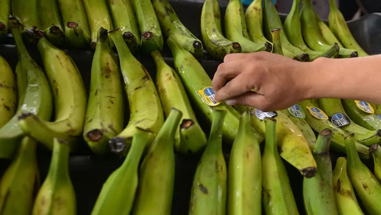 Un angajat etichetează banane plantain la fabrica de deshidratare a fructelor și de ambalare a bananelor plantain, recent inaugurată, în cadrul cooperativei San Rafael, în El Paisnal, la 38 km nord de San Salvador, la 17 februarie 2016. Uzina de prelucrare va crea locuri de muncă pentru tinerii din oraș , ceea ce va contribui la reducerea emigrării în alte țări, în special în Statele Unite. AFP PHOTO / MARVIN RECINOS (Foto: Marvin RECINOS / AFP)