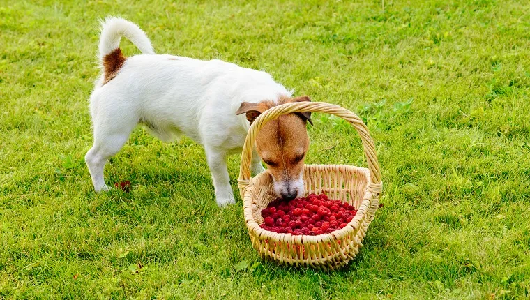 Jack Russell Terrier fura fructe de padure