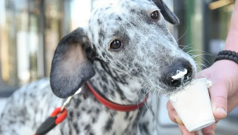 Далматинско куче яде бита сметана за кучета. Куче, което яде лакомство от ръката на човек. Бяло куче с точки, което яде сметана и я има на муцуната си. Малка чаша, пълна с бяла сметана. Куче облизва бяла сметана.