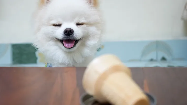 El perro sonrió ante el cucurucho de helado.Cachorro pomerania blanco