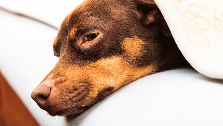 الحيوانات في المنزل. Dachshund Chihuahua و Shih Tzu مختلطة الكلب الاسترخاء على السرير تحت بطانية صوفية داخلية داخلية