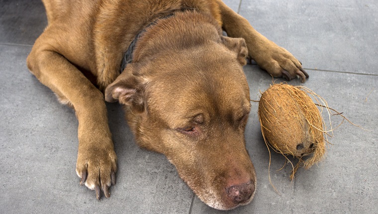 Кафяво лабрадорско куче лежи върху сив плочки. Куче играе с кокосов орех.