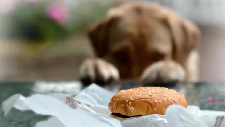 гладното куче гледа ролка