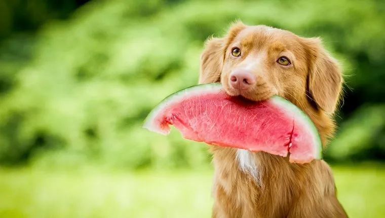 كلب يحمل البطيخ في الفم