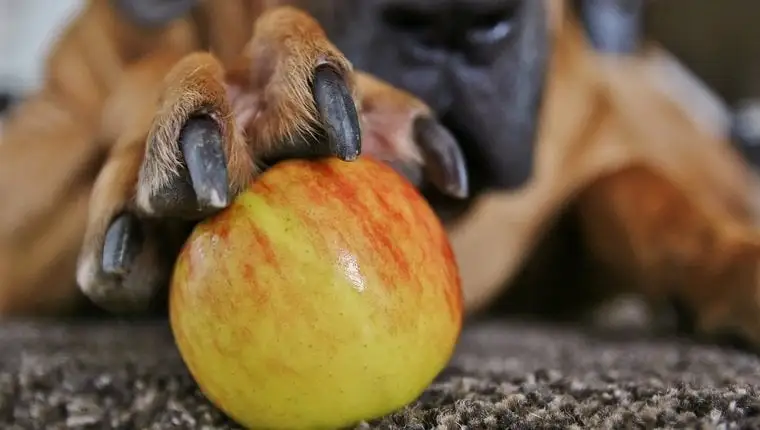 هل يمكن للكلاب أن تأكل التفاح بالجلد