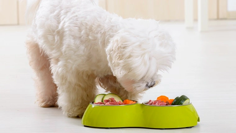 Малко куче малтезе яде натурална, органична храна от купичка у дома