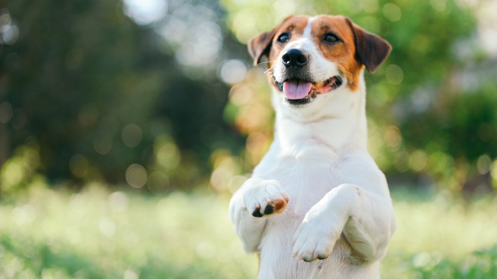 Jack Russell Terrier auf dem Rasen, lächelnd, auf den Fersen sitzend, mit erhobenen Pfoten.