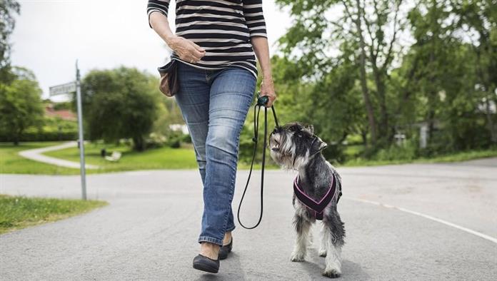 Alacsony szakasz vezető nő séta kutyával az utcán