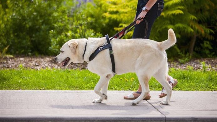Modell freigegeben, Eigentumsfreigabe für Blindenhund. Führender Hund, der junge Frau auf Bürgersteig der Stadt führt.