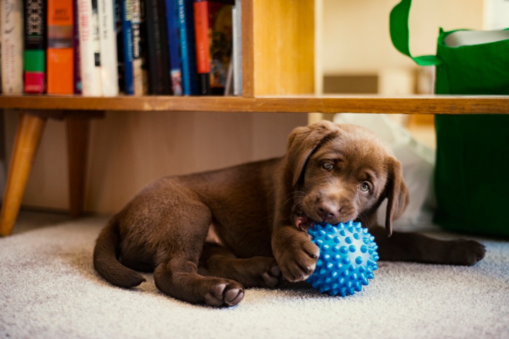 Csokoládé labrador kiskutya fekszik a szőnyegen egy fapad alatt, egy tüskés kék labdát rágcsálva.
