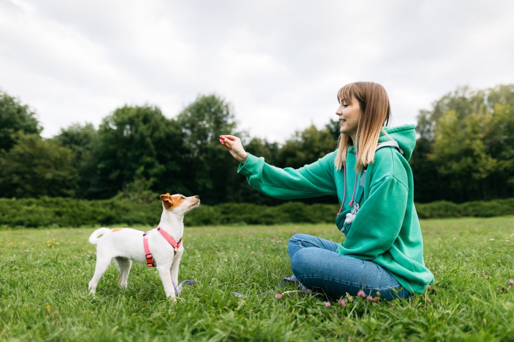 Un Jack Russell Terrier în ham roșu se uită la mâna unei femei tinere care stă pe iarbă în fața lui. Ea are pe ea un hanorac verde cu glugă și blugi. Cei doi sunt singuri pe câmp.