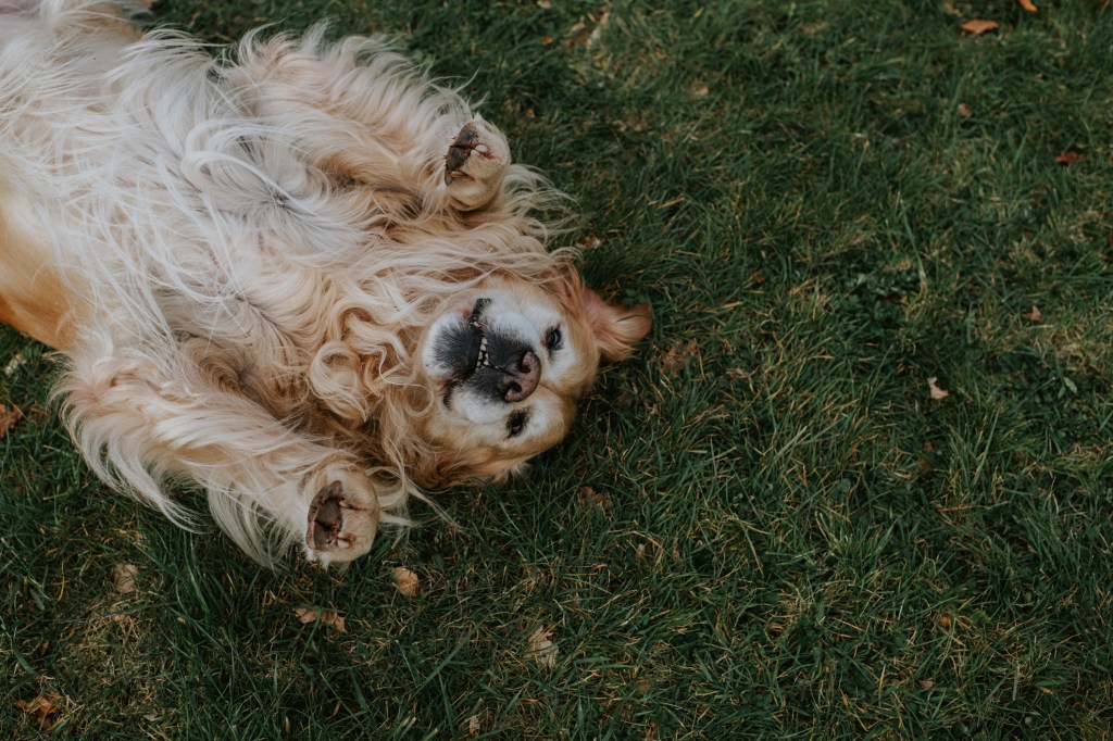 مسترد ذهبي يرقد على ظهره على العشب مع الكفوف في الهواء ، طريقة واحدة لمساعدة كلبك على العيش لفترة أطول