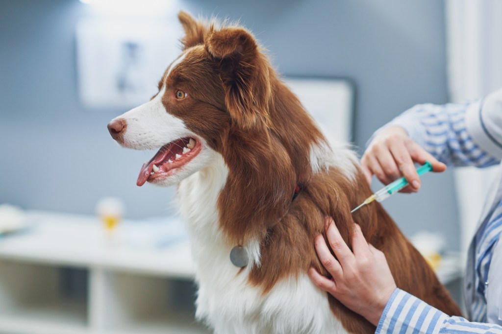 كولي الحدود في الطبيب البيطري الذي تم تلقيحه ، يمكن أن تساعد اللقاحات الكلب على العيش لفترة أطول