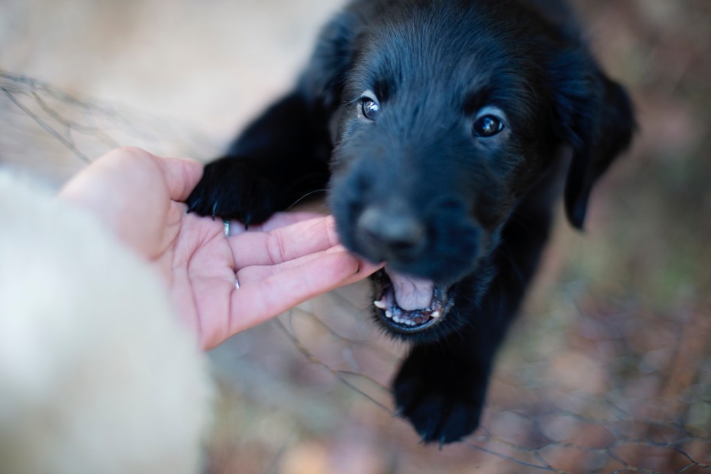 Ein schwarzer Welpe beißt einer Frau in die Finger. Training kann helfen, die Epidemie von Hundebissen einzudämmen