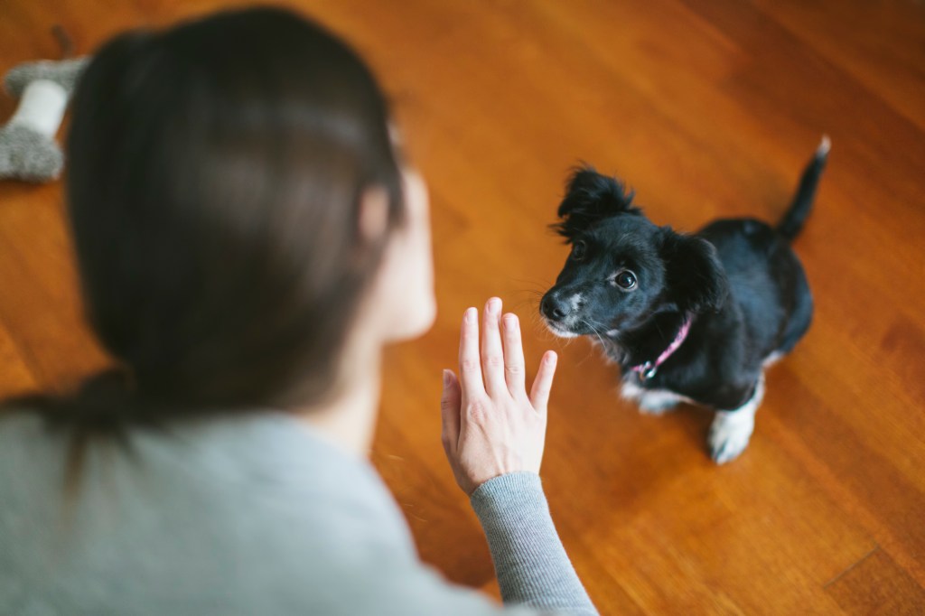 Eine Frau, die ihrem Hund Gehorsamskommandos beibringt, denn Training kann helfen, die Epidemie der Hundebisse einzudämmen.