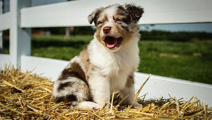 オーストラリアンシェパードの子犬 かわいい写真と事実 犬の品種 専門家のペットのアドバイス ケアと健康