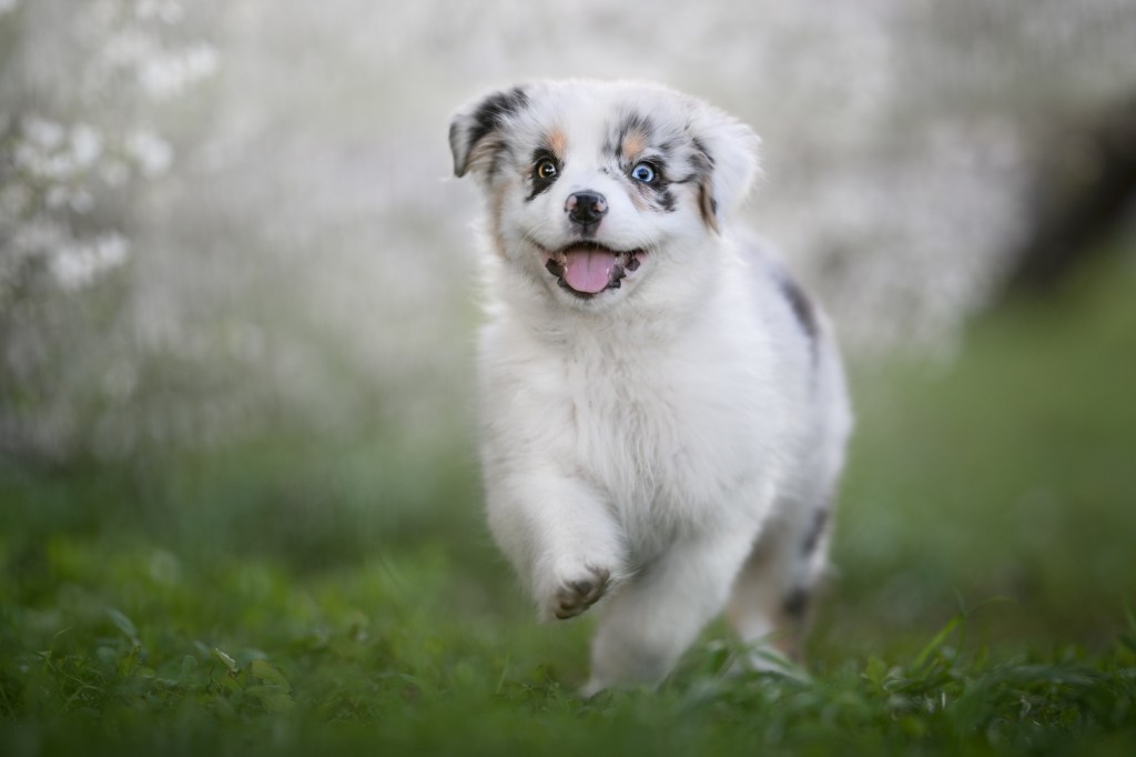 Австралийско овчарско кученце тича в тревата