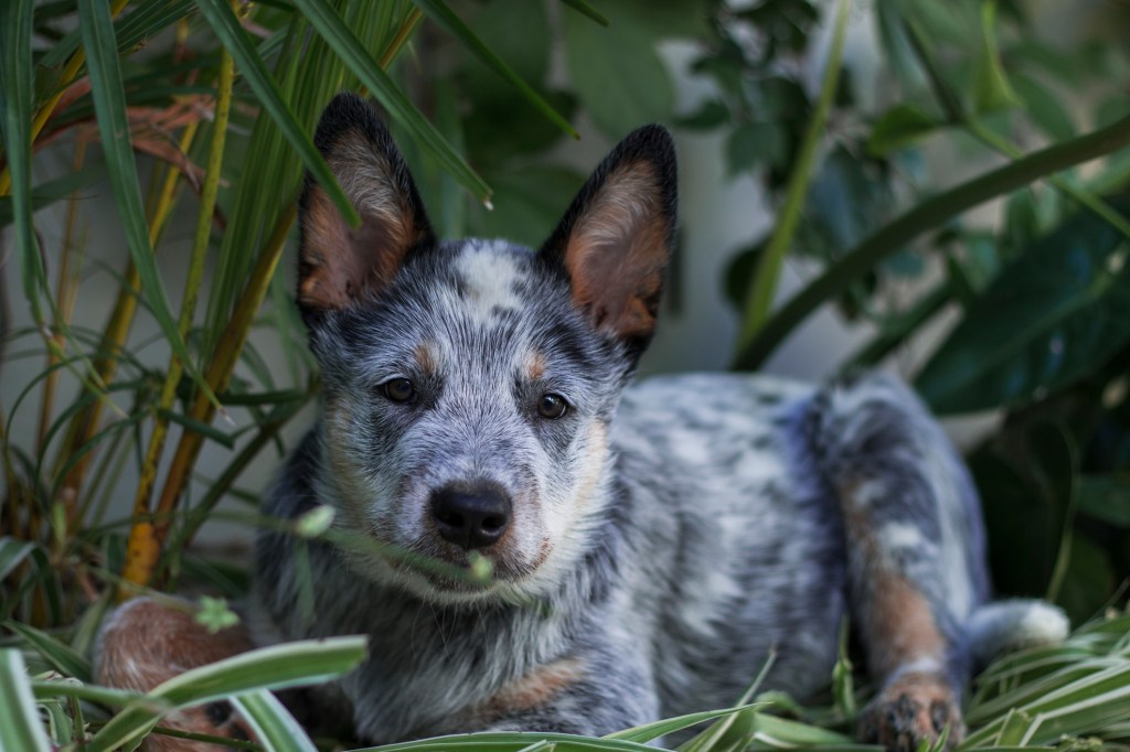 جرو الكلب الأسترالي الكلب يضع في الشجيرات التي تنظر إلى الكاميرا.