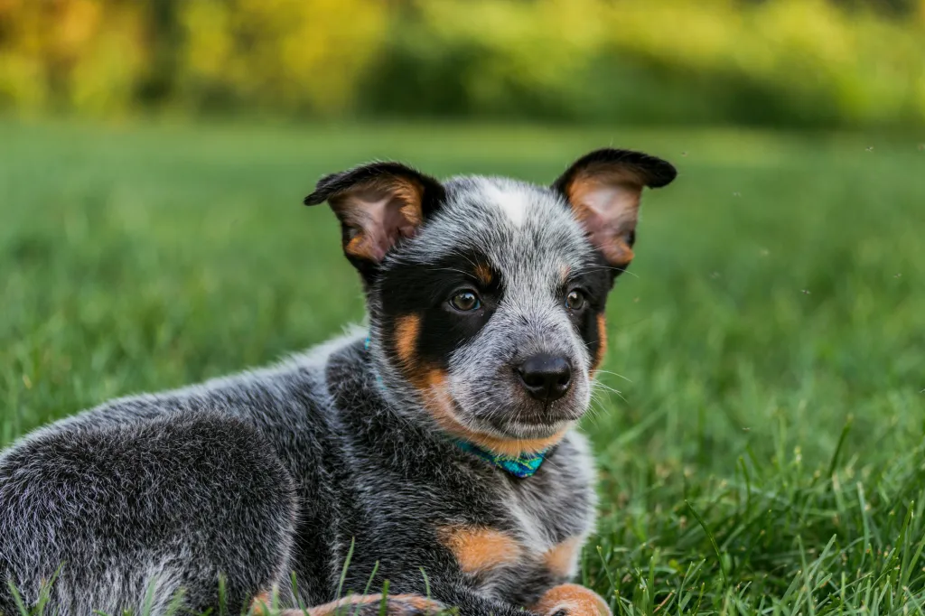 Портрет на кученце от породата Blue Heeler, седнало на тревата.