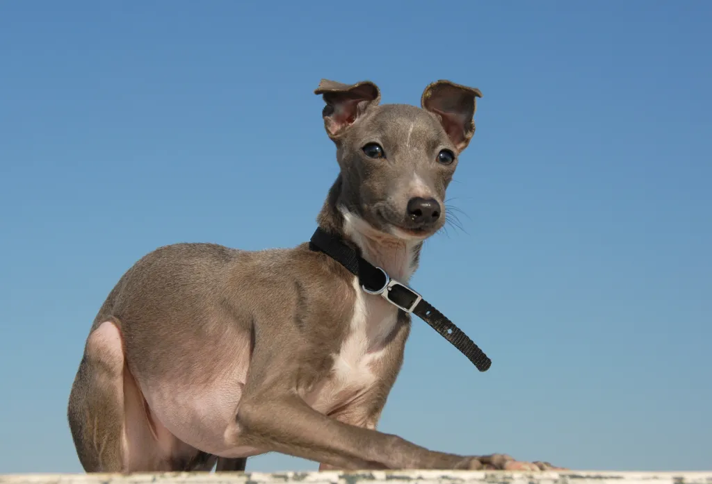 Cățeluș de rasă pură Greyhound italian.