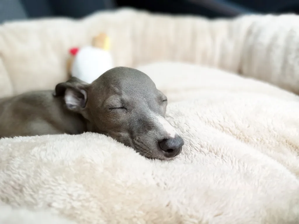 Nahaufnahme eines italienischen Greyhound-Welpen, der auf einem Kissen schläft.
