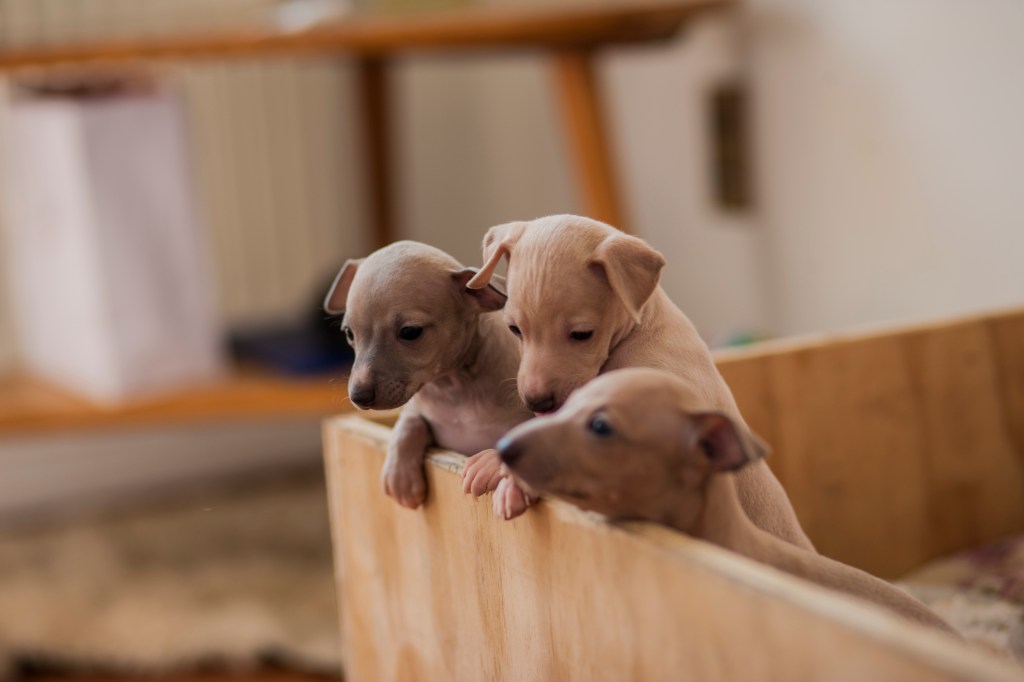 Italienische Greyhound Welpen schauen aus einer Box.