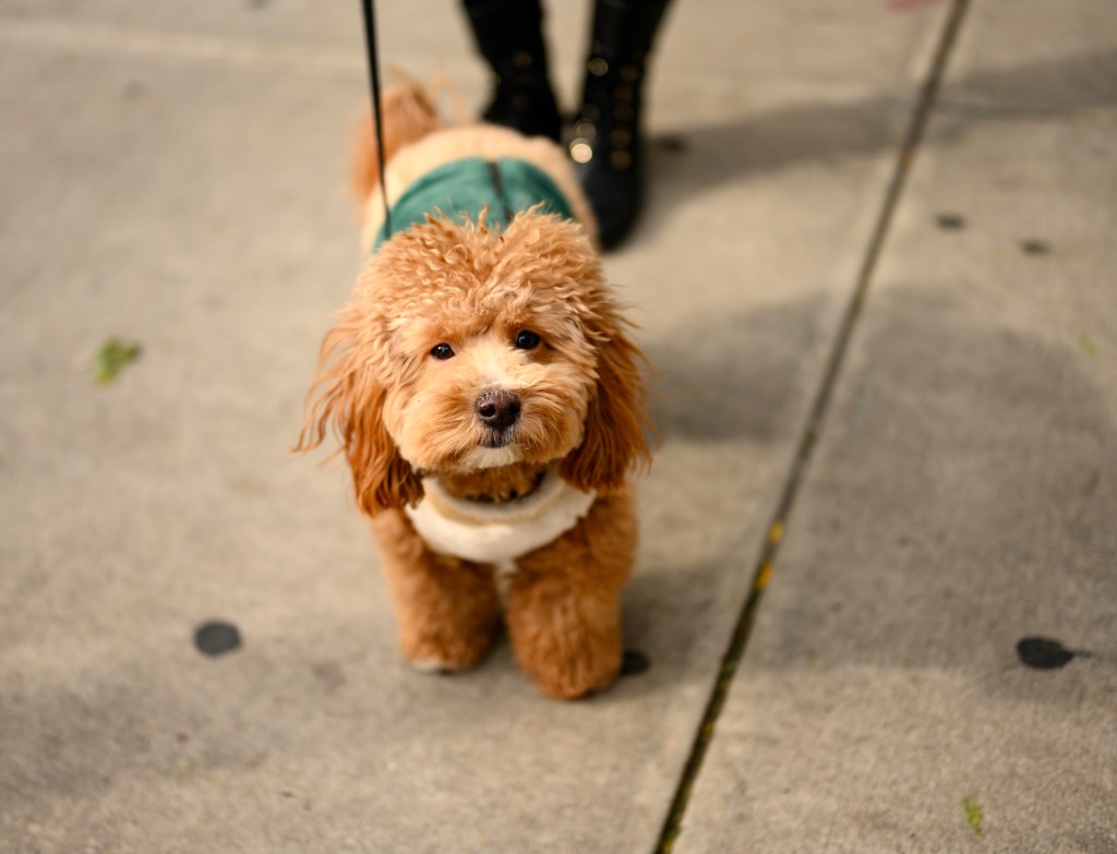 Lindo cachorro Havapoo en abrigo en la ciudad de Nueva York.
