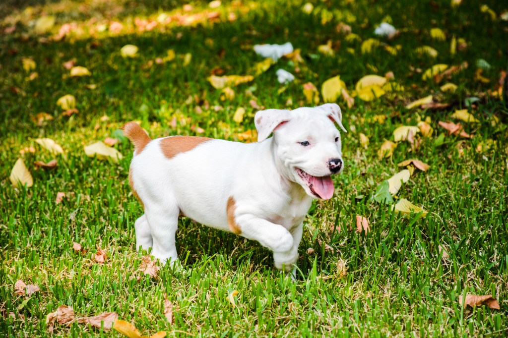 Кученце питбул тича в тревата