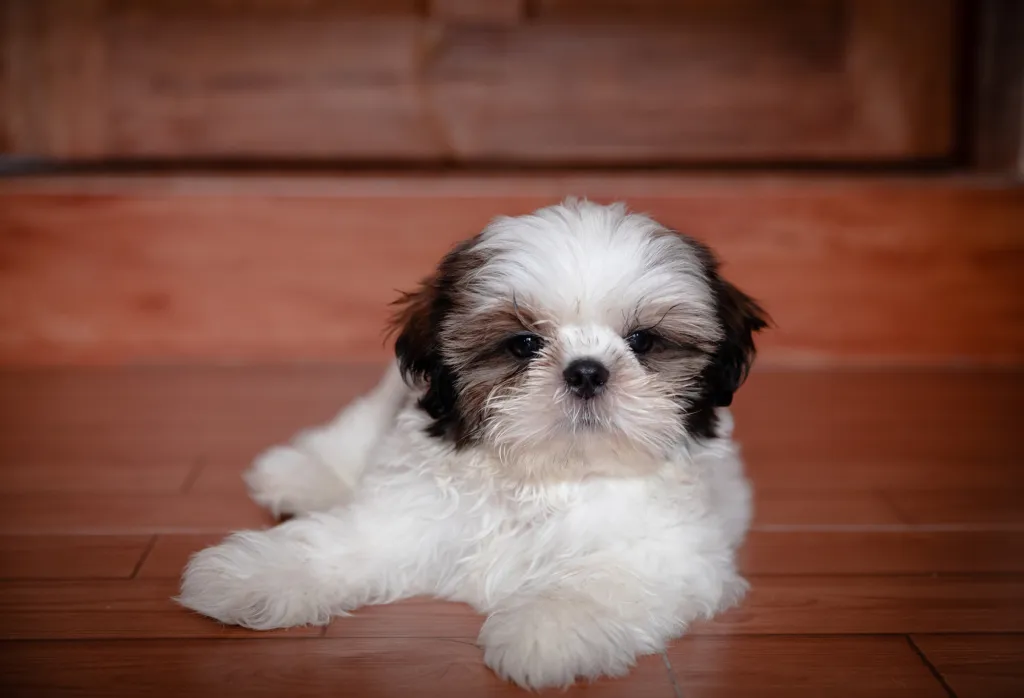 Cățeluș Shih Tzu întins pe podea. Câinele este alb cu urechi și ochi negri.
