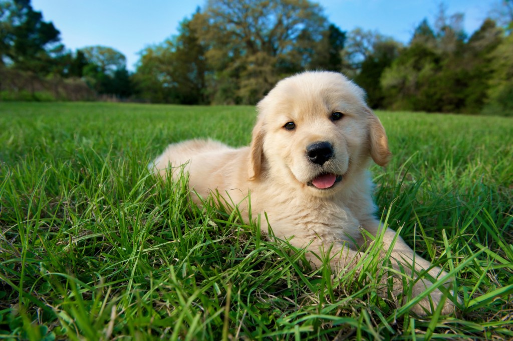 Simpático cachorro de golden retriever sobre la hierba