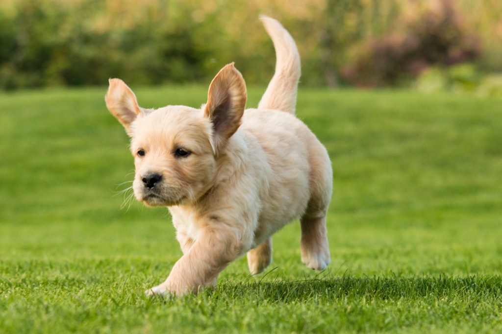 Cachorro de Golden fornido corriendo por el patio